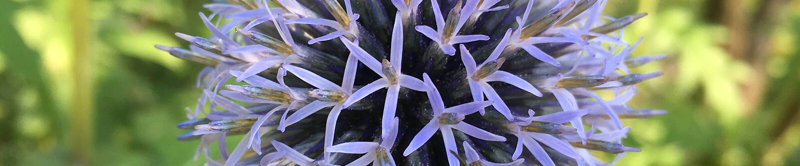 Blüte einer Blaudistel 