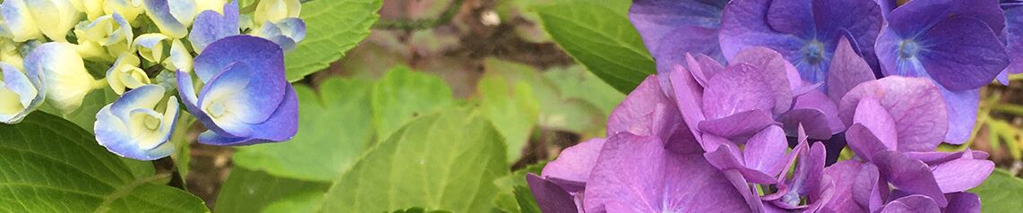 Ausschnitt Hortensienblüten 